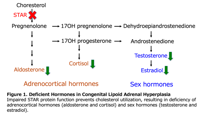 Figure 1. Deficient Hormones in Lipoid Congenital Adrenal Hyperplasia